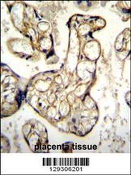 EDN1 Antibody