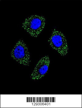 EDN1 Antibody