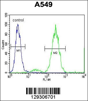EDN1 Antibody