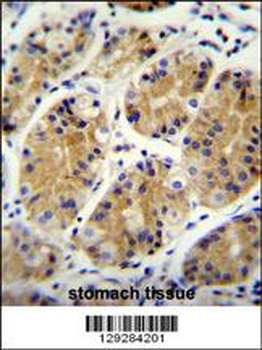 PRR22 Antibody