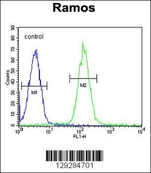 PRR22 Antibody