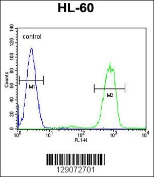 ANKRD40 Antibody