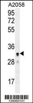 UBXN2A Antibody