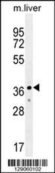 UBXN2A Antibody