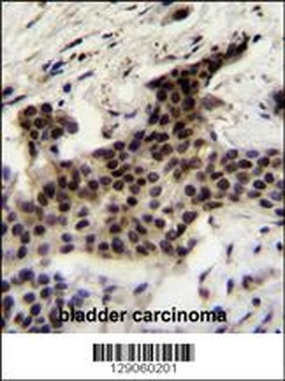 UBXN2A Antibody