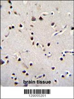 LRRC46 Antibody