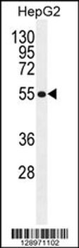 MFS10 Antibody