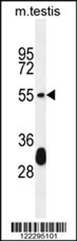 KRT33A Antibody