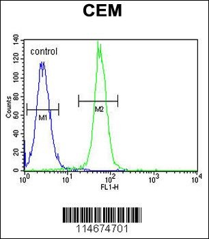 ARL8 Antibody