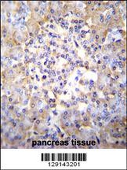 TSNARE1 Antibody