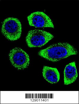 PIP5KL1 Antibody