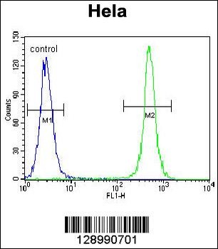 TSPYL6 Antibody