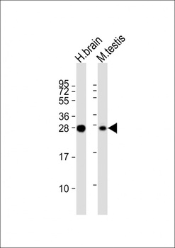 PLD6 Antibody