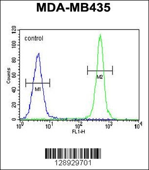 ALKBH6 Antibody