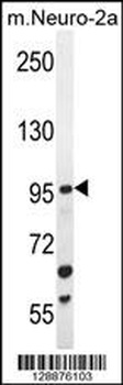 ZGRF1 Antibody