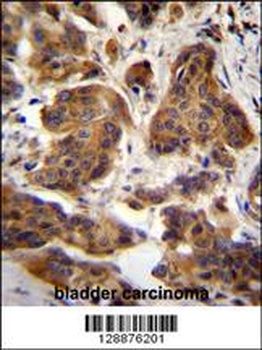 C4orf21 Antibody
