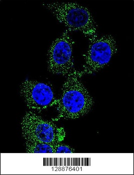 ZGRF1 Antibody