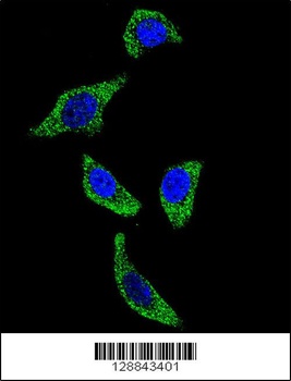 TNFRSF1A Antibody