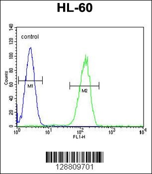 GPR142 Antibody