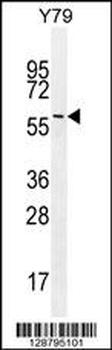 LENG9 Antibody