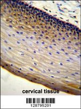 LENG9 Antibody