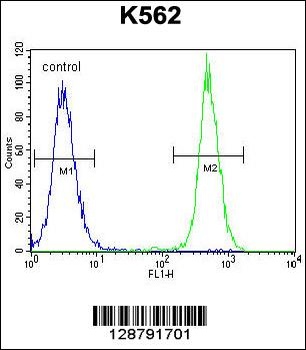 KRT25 Antibody