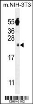FAM96A Antibody
