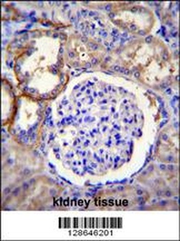 FAM96A Antibody