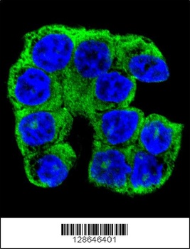 FAM96A Antibody