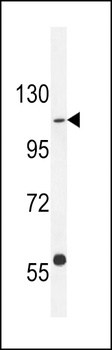 GIGYF1 Antibody