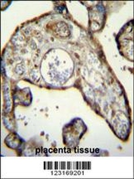 MNDA Antibody