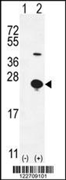 EPGN Antibody