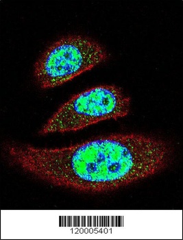 EAPII Antibody