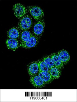 DPP3 Antibody