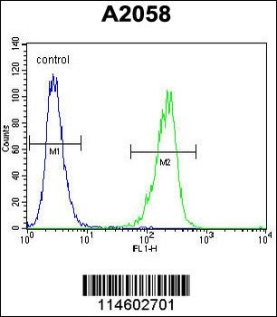 TIMP1 Antibody
