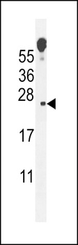 ECOP Antibody