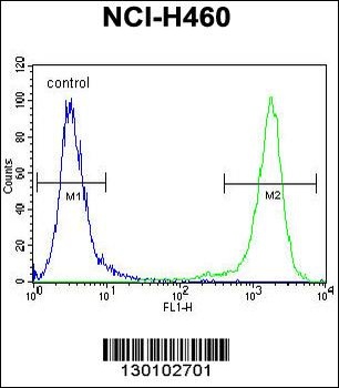 C10orf72 Antibody