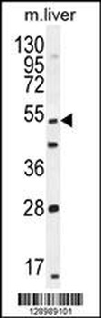 THEMIS Antibody
