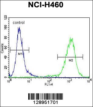 MIER2 Antibody