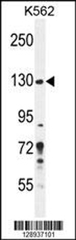 PLEKHG3 Antibody