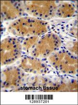 PLEKHG3 Antibody
