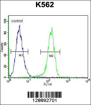 MYO19 Antibody