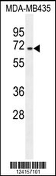 AKAP17A Antibody