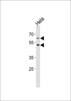 FUT8 Antibody