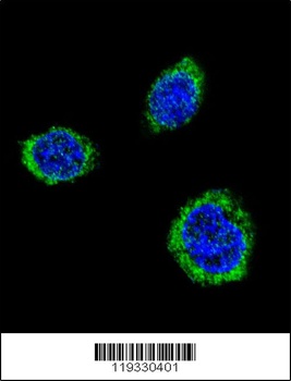 GAD2 Antibody