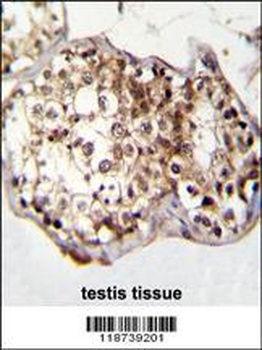 CAF-1 Antibody