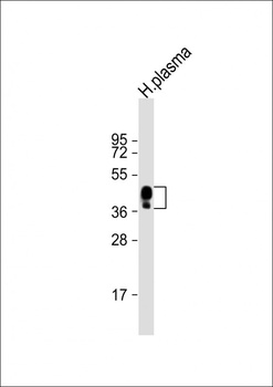 HPR Antibody