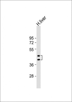 HPR Antibody