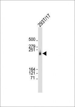 CAD Antibody