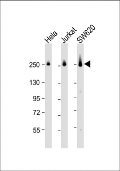 CAD Antibody